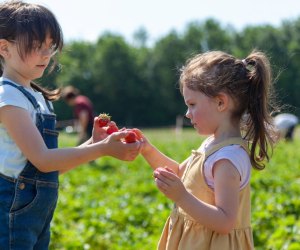 Find the right spot to go strawberry picking in Boston this summer! 