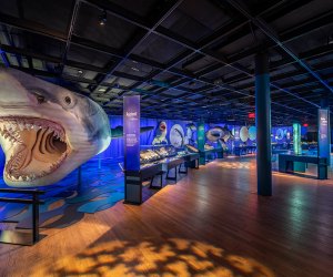 Winter break in NYC: AMNH's Sharks exhibit