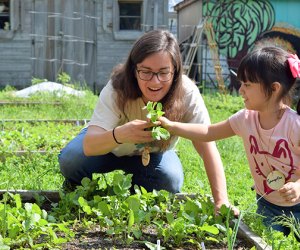 Kids learn to plant and harvest the Queens Botanical Garden's nature-based preschool Garden Buds