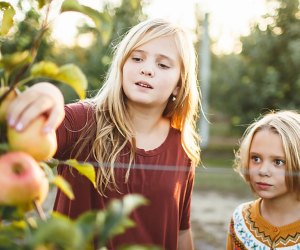 girls picking apples at Johnson's Corner Farm