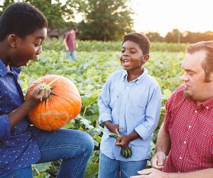 Head to Medford for pumpkin picking at Johnson's Corner Farm. Photo courtesy of the farm