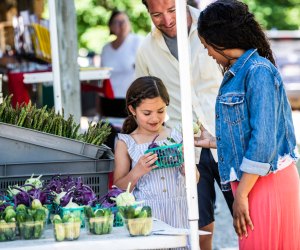 Jacksonport Farmers Market. Photo by Mike Tittel, courtesy of Destination Door County.