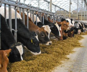 Image of cows at UConn - Free Fun Things To Do