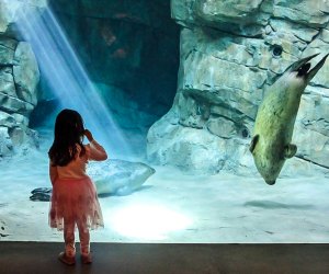 Image of child at tank at Maritime Museum-Things To Do in Norwalk, CT