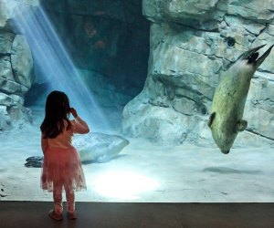 The Best New Jersey Zoos and Aquariums for Kids - Mommy Poppins