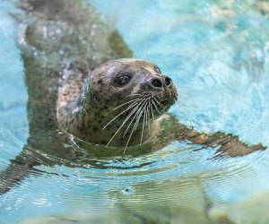 Image of seal from Maritime Aquarium in Norwalk, CT.