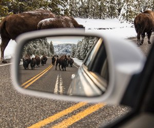 Visit National Parks in 2022 on These Free Entrance Days: Yellowstone National Park