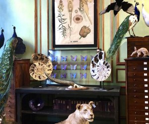 See taxidermied animals at Deyrolle House in Paris