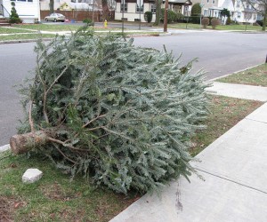 Time to kick that tree to the curb. But is that allowed in your city?