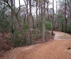 A trail in the woods at Houston Arboretum and Nature Center