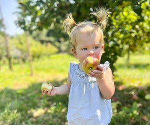 10 Great Places to Go Apple Picking Near DC Kids of all ages enjoy apple picking and chomping on an apple right off the tree. Photo courtesy of Great Country Farms