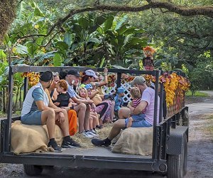 Enjoy a family hay ride at Flamingo Gardens Harvest Festival. Photo courtesy of the festival 