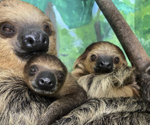 Image of tree sloths.
