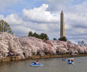 This image shows the cherry blossom festival in Washington DC.