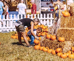 Pick out the best gourd at the Boca Pumpkin Patch Festival. Photo courtesy of the festival