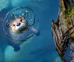 The Best Zoo in Every State: Woodland Park Zoo