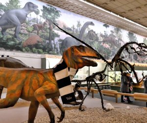 Image of Yale Peabody Museum - Free Indoor Places to Play