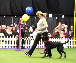 All breeds are involved in obedience at Westminster, though border collies, golden retrievers, Labrador retrievers, and German shepherds are the most popular. Photo courtesy of the event 