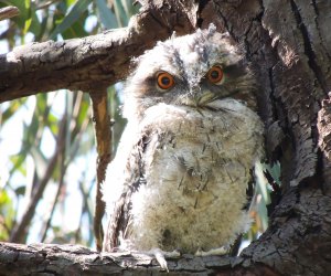 The Santa Barbara Zoo Is Bringing the Outback to SoCal with Emus and Kangaroos and Kookaburras, Oh My! Whooooooo you looking at? Yes, you, tawny frogmouth. Photo by PsJeremy/CC BY 2.0