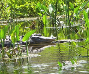 25 Things To Do with Kids in Tallahassee, Florida