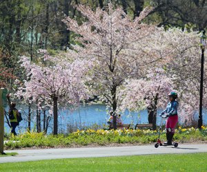 Branch Brook Park boasts the country's largest collection of cherry trees