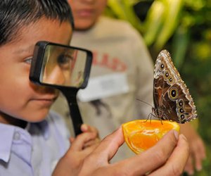 Winter Fun for NYC Toddlers That Beats Another Barnes & Noble Visit The Butterfly Conservatory at the AMNH. Photo by Misael Barragon for AMNH