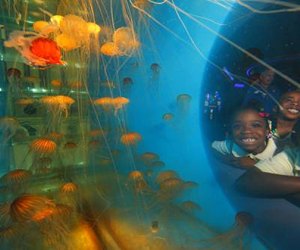 11 Best US Aquariums for Your Next Family Vacation  Mommy Poppins - Things  To Do in Anywhere with Kids