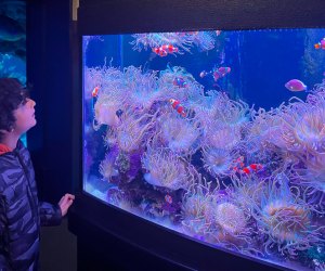 Make some lasting memories with a visit to the top indoor birthday party places. Mystic Aquarium photo by Jocelyn Sherman Avidan