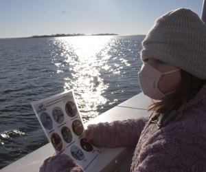 Bundle up and board a winter cruise for some seal-spotting. 