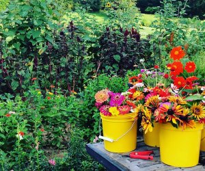 Pails of fresh flowers with fields of fresh flowers in the background