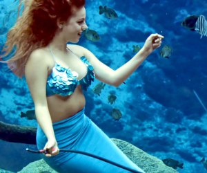 Watch the famous Mermaids of Weeki Wachee Springs State Park