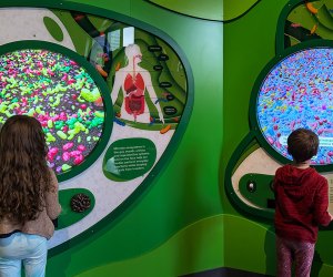 The Giant Heart is Back and Better Than Ever at the Franklin Institute