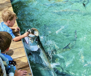 30 Things To Do in the Florida Keys with Kids: Feed the tarpon