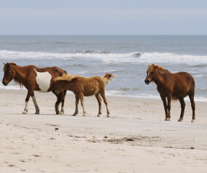 Assateague Island: Unique Family Vacations in the USA