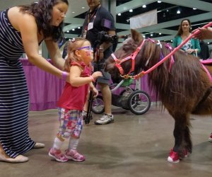 Everyone loves therapy horses. Photo courtesy of Abilities Expo