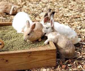 Make friends with the bunnies at Abma's Farm. Photo courtesy of the farm