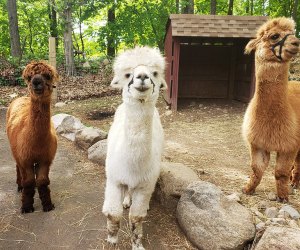 See adorable alpacas at Abma's Farm