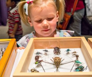 Weekend Fun for Philly Kids: Bug Fest, Trains, Peaches August 10-11 Bugfest. Photo courtesy of Academy of Natural Sciences