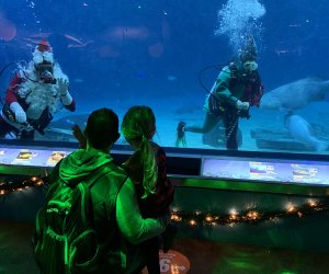 Santa dives into the Adventure Aquarium in Camden this Thanksgiving weekend. Photo courtesy of the aquarium