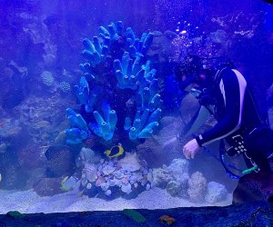 Scuba diver at the Adventure Aquarium a NJ day trip destination