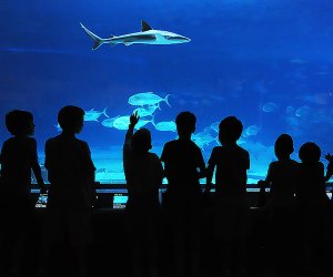 Day Trip to NJ's Adventure Aquarium: What's New and Best to See ... - ADventure Aquarium LeaD