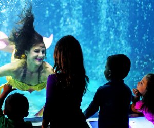 The mermaids return to Adventure Aquarium this weekend. Photo courtesy of the aquarium