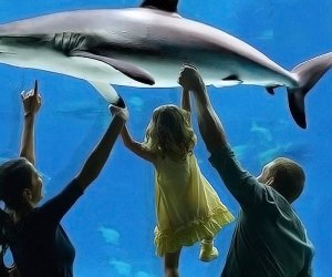 Ways to Keep Cool in a Heat Wave in Philly Adventure Aquarium.