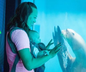 Affordable Family Vacations on the East Coast: Mystic Aquarium.