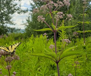 How to Make Wildflower Seed Bombs: Growing a pollinator garden