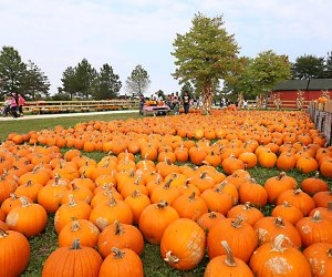 best pumpkin patches in northern illinois