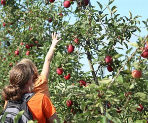 Apple picking near Chicago