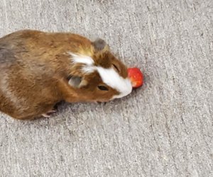 Guinea pig at Alley Pond Environmental Center