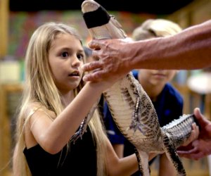 a little girl holds an alligator