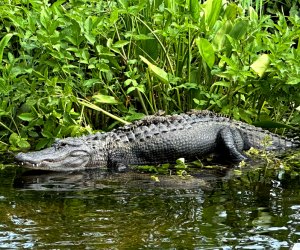 How many baby alligators can you find on Momma's back? 